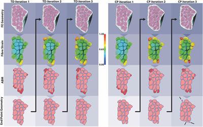 A Coupled Mechanobiological Model of Muscle Regeneration In Cerebral Palsy